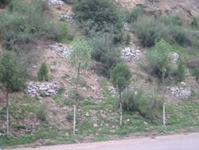 ���ۿ�ֲ��