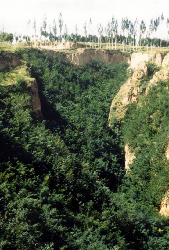 ��ͷ����