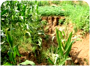 �ƻ�������ʳũ�� 