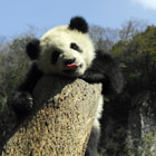 ����è����