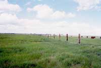 加拿大天然草地