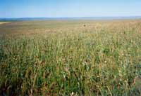 ���ɹŲݵ��ԭ