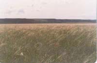 ���ɹŴ���é���Ͳ�ԭ