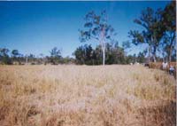 ���Ⱥӹ�ϡ����ԭ