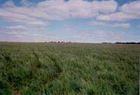 ���ô�߲ݲ�ԭ