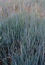 ������ݲݵ�