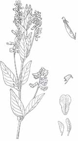 ��ͷ�˵�ֲ������ʵ��