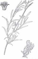 С������ҶƬ��