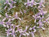 �ر�ֲ��--����