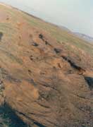 ��·��ʴ��ɲݵ��˻�