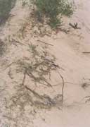 ÍÁÈÀËæÖ²±»ÍË»¯¶øÍË»¯