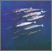 �����ڱ��������Ķ��ž�