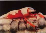 Ҳ�Ʊ�Ϻ���ֲ����ҹ��Ϻ����ȴ�����