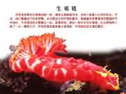 ����a��ֳ��