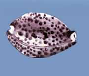 ���߱���