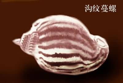 �����N��