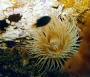 ɺº÷´ÔÖеĺ£¿û