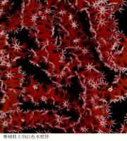 ɺº÷Ö¦Éϰ×ɫˮó£Ìå