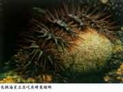 ¼¬º£ÐÇÕýÔڳԽǷ䳲ɺº÷