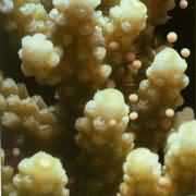 Ǿޱɺº÷¡£ÈºÌåÉú³¤ÐÍ£¬ÎªÖ¦×´¡¢¿é×´¡¢Ò¶×´ºÍƤ¿Ç×´£¬ÊÇÒ»Öַdz£ÖØÒªµÄÔ콸ɺº÷¡£