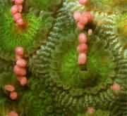 ¾Õ»¨Éºº÷¡£Éºº÷ÌåÖ®¼äÎÞ¹µ²Û£¬Éºº÷±±Ú±¡£¬±³Ê¶à±ßÐΣ¬ÓÐÃ÷ÏÔµÄΧɺ°ê¡£·Ö²¼ÔÚÎÒ¹úµÄÄÏɳȺµº¡¢¶«º£¡¢ÄϺ£¡¢Ì¨Í嵺µÈº£Óò¡£