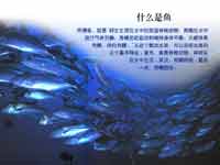 ʲô������