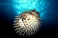 È«ÉíÉúÂú¼¬´ÌµÄÓ㡪¡ª´Ì÷ƒ