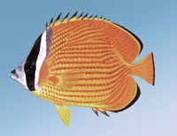 ���ƺ�����