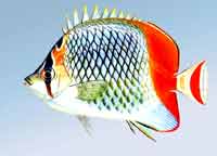 ���ƺ�����