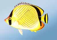 б�ƺ�����