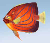 �绷�̸���