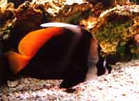 �Ĵ�������