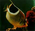 �޺�����