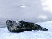 ÍþµÂ¶ûº£±ª