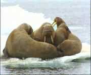 ÔÚº£±ùÉϵÄСȺº£Ïó