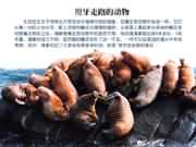 ÓÃÑÀ³Ý×ß·µÄ¶¯Î¡ªº£Ïó