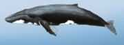 座头鲸