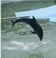 水族馆里的海豚