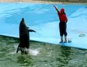 在训练人员的引导下,海豚在作精彩表演