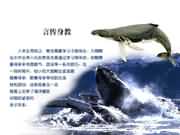 ÑÔ´«Éí½Ì±±º£Ê¨