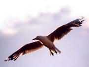 �����еĺ�Ÿ