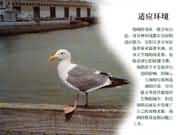 ��Ӧ����