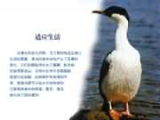 ��Ӧ����