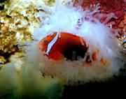 ˫����ʹ����