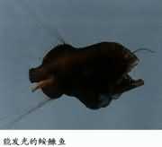 �ܷ�����c�K��