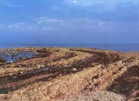 ������ʯ̲����״������������ֳƺ���̲