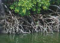 ����ֲ���ϵ��Ϊ�����������ܿ�