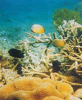 ɺ�����е��ȴ���