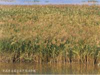 λ��³�ս��紦�ĺ����壬�ϲ�����ɳӰ�����ذ�������ɫ��ǳ��