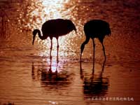 «έ���еĵ�����